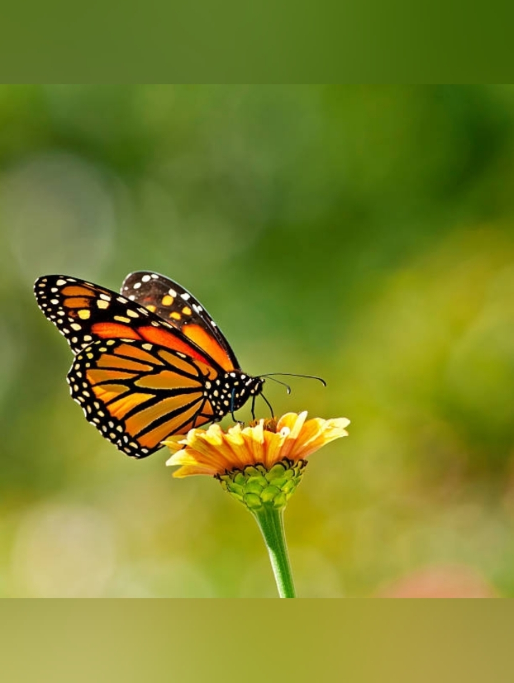 Custom Fridge Magnet Orange Monarch Butterfly